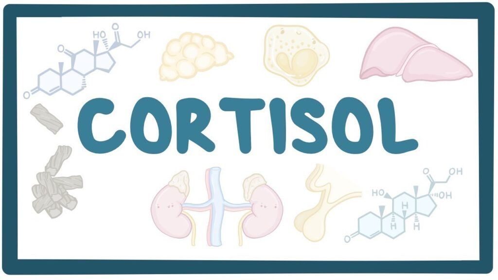 El cortisol